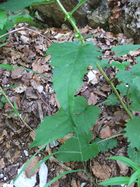 Campanula trachelium